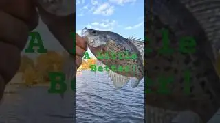 Good Frame, but a Bit Skinny! #fishing #fish #shorts