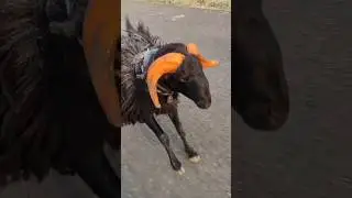 Karnataka fighter tagaru running #karnataka #running #sheep