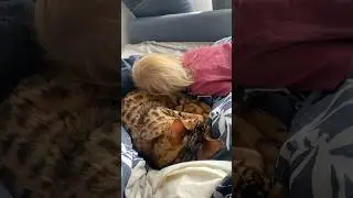 Любовь #дети #дочка #детивидео #малыш #кот #котик #бенгал #shortsvideo #котики #shortsyoutubevideo