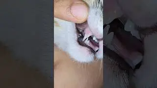 My cat has  two canine teeth 😬 #cat #youtubeshorts #shorts