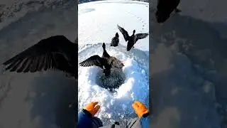 Birds Trapped in an Ice Hole ❄️ POV Winter Rescue #shorts