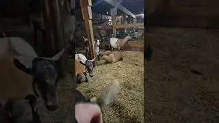 4 days left!!! (Barn Check)