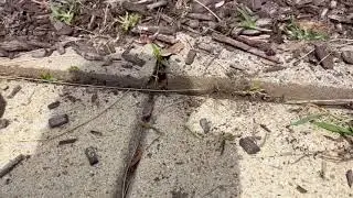WATCH BEFORE BUYING! GREBSTK Crack & Crevice Weeding Tool---- Jeff & Leigh Merz