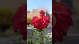 Whispers of Autumn 🍂 | Cinematic Love Letter to Nature&rsquo;s Golden Season 🌅❤️ 2 noiembrie 2025