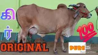 GIR ORIGINAL cow available from S.Gopal dairy farm GOOD QUALITY#DAIRYFARM#madusales#cowsales#animals