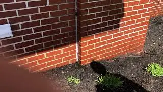 Office Bombarded with Boxelder Bugs