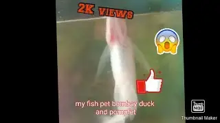 my fish pet bombay duck and pomfret #shorts