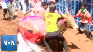One Dead in Southern India&rsquo;s Traditional Bull-Taming Festival