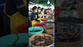 Southeast Asia Snake Market@muhammadarif-ai