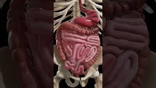 The Hidden Moves of Your Gut: Visualizing Digestion and Peristalsis #3dmodel #anatomy #medical