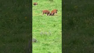 Adorable Calves Practicing Their First Fights 🐮❤️