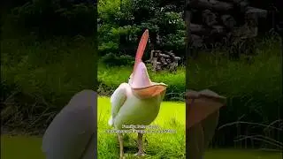 Great white pelican | order: Pelecaniformes #shorts