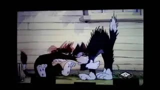 Tom & Meathead Cat Hissing At Each Other For 
