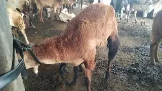 Main problem in sheep 🐑 breeding farm