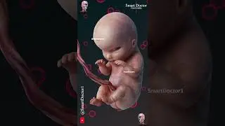 Fetal Development | The Creator's Miracle 🤰🏻💞👶🏻