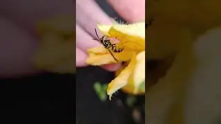 Wasp in pollen 🐝 Оса в Пыльце на руках #wasp #insect #nature #wildlife #оса #germanwasp #insects