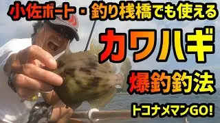 2025　愛知カワハギ釣り　小佐ボート・釣り桟橋でも使える爆釣釣法！