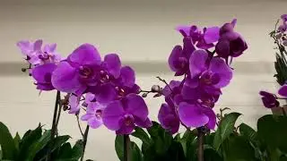 Bell Flowers