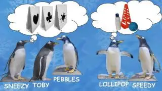 Shape and Color Discrimination and Match to Sample training in Gentoo Penguins