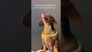 Taking 8 Weenies to the car wash&hellip; AT NIGHT!! #dog #dachshund #shorts #viral #tiktok #party