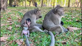 A daily Life of newborn baby monkeys