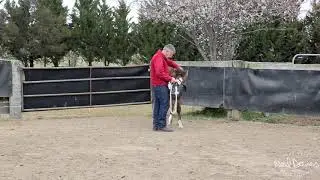 How To Catch a Horse