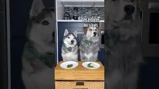 Dogs try different foods #shorts #dogs #asmr  #goldenretriever