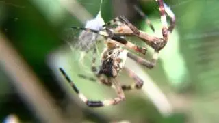 Speed Spider, aranha veloz