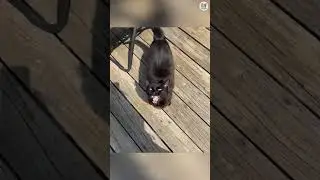 Try Not To Laugh Challenge😜😼Funny and Cute CAT Videos Compilation 87 #SHORTS