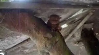 Tarsier eating a cricket