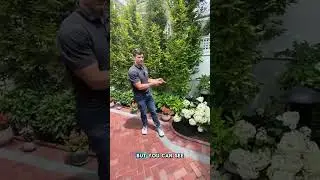 Cambridge Backyard Makeover: Patio, Fountain & Hidden Outdoor Audio System | a Blade of Grass