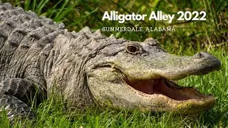 Alligator Alley (Summerdale Alabama) April 2022