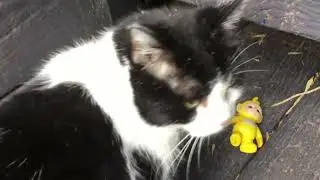 Who is George the Cat's Favourite Toy?