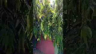 Primary's school sa aming barangay#asmr #shortvideo #youtubeviral #school #travelvlog
