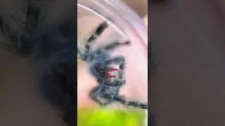 Tarantula Cleans Its FANGS