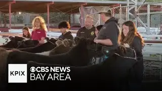Santa Clara County Fair schedule affecting Future Farmers of America students