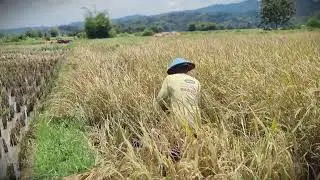 Satisfying Harvest: Cutting Paddy the Old-Fashioned Way _FarmersLife _Shorts
