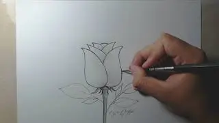 Como desenhar uma rosa fácil passo a passo