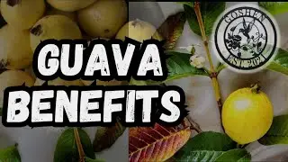 Листья гуавы