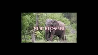 মা !! How Unplanned Development Destroys Asian Elephant Routes