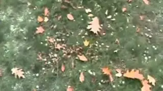 Acorn Removal