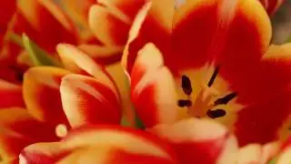 How to Photograph Flowers