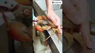 Crabs 🦀 Ready for Meals #crab #crabs #recipe #fishing #seafoodprep #seafood #food #seafoodrecipes