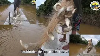 MULTITUDES DE BOCACHICOS pesca con atarraya en la isla de don Valencia