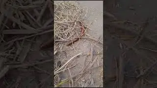 Millipede