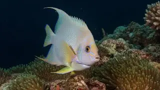 THIS IS A SAFE PLACE 🐠 Aquarium Piano for Emotional Shelter & Inner Calm