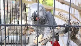 Elma the African Grey Eats an Apple ASMR #shorts
