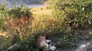 Erzurum Hınıs pınar köyü