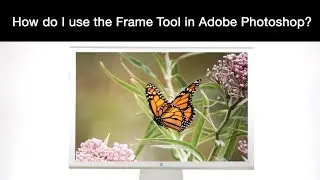 How to use the Frame Tool in Adobe Photoshop
