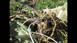 A Flavoring Agent  Elecampane Root Oct 2022